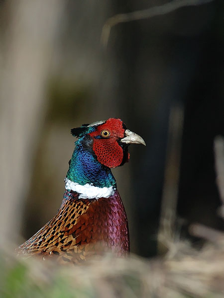 Fasaani, Common Pheasant, Phasianus colchicus